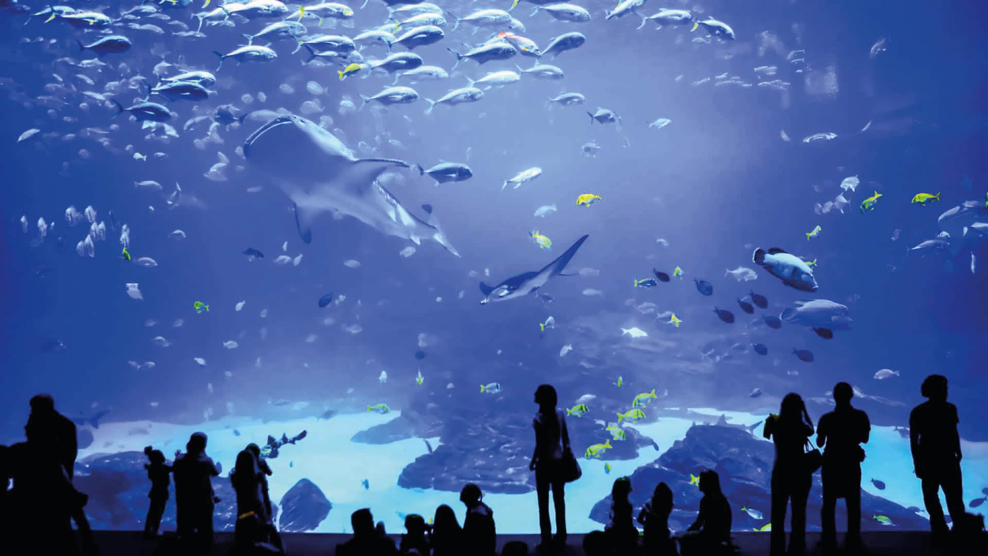 Gîte grand aquarium de Saint-Malo